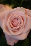 <img100*0:stuff/z/73640/Misc%2520Colored%2520Flowers/i1282706265_16.jpg>