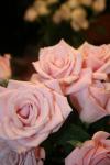 <img100*0:stuff/z/73640/Misc%2520Colored%2520Flowers/i1282706268_19.jpg>