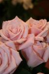 <img100*0:stuff/z/73640/Misc%2520Colored%2520Flowers/i1282706269_21.jpg>