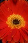 <img100*0:stuff/z/73640/Misc%2520Colored%2520Flowers/i1282706786_1.jpg>