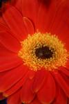 <img100*0:stuff/z/73640/Misc%2520Colored%2520Flowers/i1282706787_2.jpg>