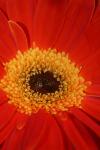 <img100*0:stuff/z/73640/Misc%2520Colored%2520Flowers/i1282706788_3.jpg>