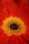 <img100*0:stuff/z/73640/Misc%2520Colored%2520Flowers/i1282706788_4.jpg>