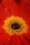 <img100*0:stuff/z/73640/Misc%2520Colored%2520Flowers/i1282706789_5.jpg>