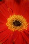 <img100*0:stuff/z/73640/Misc%2520Colored%2520Flowers/i1282706790_6.jpg>