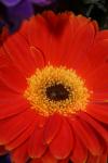<img100*0:stuff/z/73640/Misc%2520Colored%2520Flowers/i1282706791_7.jpg>