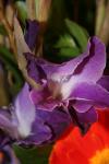 <img100*0:stuff/z/73640/Misc%2520Colored%2520Flowers/i1282706792_9.jpg>