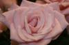 <img100*0:stuff/z/73640/Misc%2520Colored%2520Flowers/i1282707293_2.jpg>