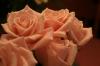 <img100*0:stuff/z/73640/Misc%2520Colored%2520Flowers/i1282707294_3.jpg>