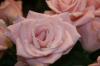 <img100*0:stuff/z/73640/Misc%2520Colored%2520Flowers/i1282707294_4.jpg>