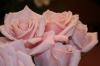 <img100*0:stuff/z/73640/Misc%2520Colored%2520Flowers/i1282707294_5.jpg>