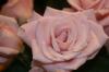 <img100*0:stuff/z/73640/Misc%2520Colored%2520Flowers/i1282707294_6.jpg>