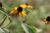 <img100*0:stuff/z/73640/Orange%2520Flower%2520Reference/i1264992856_1.jpg>