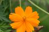 <img100*0:stuff/z/73640/Orange%2520Flower%2520Reference/i1264992857_10.jpg>
