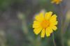<img100*0:stuff/z/73640/Orange%2520Flower%2520Reference/i1264992857_11.jpg>