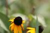 <img100*0:stuff/z/73640/Orange%2520Flower%2520Reference/i1264992857_2.jpg>