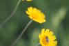 <img100*0:stuff/z/73640/Orange%2520Flower%2520Reference/i1264992857_3.jpg>