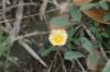 <img100*0:stuff/z/73640/Orange%2520Flower%2520Reference/i1264992857_4.jpg>