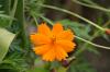 <img100*0:stuff/z/73640/Orange%2520Flower%2520Reference/i1264992857_5.jpg>