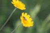 <img100*0:stuff/z/73640/Orange%2520Flower%2520Reference/i1264992857_6.jpg>