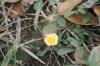 <img100*0:stuff/z/73640/Orange%2520Flower%2520Reference/i1264992857_7.jpg>