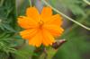 <img100*0:stuff/z/73640/Orange%2520Flower%2520Reference/i1264992857_8.jpg>