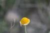 <img100*0:stuff/z/73640/Orange%2520Flower%2520Reference/i1264992857_9.jpg>