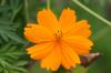 <img100*0:stuff/z/73640/Orange%2520Flower%2520Reference/i1264992858_12.jpg>