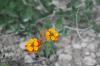 <img100*0:stuff/z/73640/Orange%2520Flower%2520Reference/i1264992858_13.jpg>
