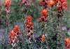 <img100*0:stuff/z/73640/Orange%2520Flower%2520Reference/i1264992858_14.jpg>