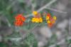 <img100*0:stuff/z/73640/Orange%2520Flower%2520Reference/i1264992858_15.jpg>