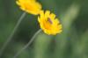 <img100*0:stuff/z/73640/Orange%2520Flower%2520Reference/i1264992858_16.jpg>