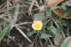 <img100*0:stuff/z/73640/Orange%2520Flower%2520Reference/i1264992858_17.jpg>