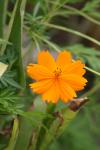 <img100*0:stuff/z/73640/Orange%2520Flower%2520Reference/i1264993717_1.jpg>