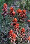 <img100*0:stuff/z/73640/Orange%2520Flower%2520Reference/i1264993717_2.jpg>