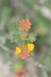 <img100*0:stuff/z/73640/Orange%2520Flower%2520Reference/i1264993719_3.jpg>