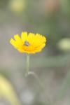 <img100*0:stuff/z/73640/Orange%2520Flower%2520Reference/i1264993719_4.jpg>