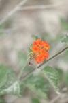 <img100*0:stuff/z/73640/Orange%2520Flower%2520Reference/i1264993720_5.jpg>