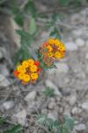<img100*0:stuff/z/73640/Orange%2520Flower%2520Reference/i1264993721_6.jpg>
