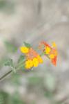 <img100*0:stuff/z/73640/Orange%2520Flower%2520Reference/i1264993722_7.jpg>