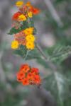 <img100*0:stuff/z/73640/Orange%2520Flower%2520Reference/i1264993723_8.jpg>