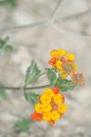 <img100*0:stuff/z/73640/Orange%2520Flower%2520Reference/i1264993724_9.jpg>