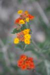 <img100*0:stuff/z/73640/Orange%2520Flower%2520Reference/i1264993725_10.jpg>