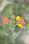 <img100*0:stuff/z/73640/Orange%2520Flower%2520Reference/i1264993726_11.jpg>