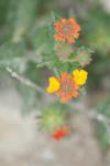 <img100*0:stuff/z/73640/Orange%2520Flower%2520Reference/i1264993727_12.jpg>