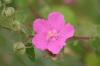 <img100*0:stuff/z/73640/Pink%2520Flower%2520Reference/i1265000875_1.jpg>