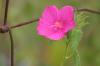 <img100*0:stuff/z/73640/Pink%2520Flower%2520Reference/i1265000875_2.jpg>