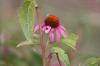 <img100*0:stuff/z/73640/Pink%2520Flower%2520Reference/i1265000875_3.jpg>