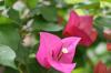 <img100*0:stuff/z/73640/Pink%2520Flower%2520Reference/i1265000876_10.jpg>