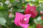 Pink Flower Reference